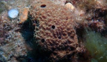 Sarcotragus_fasciculatus