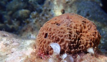 Sarcotragus_fasciculatus