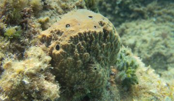 Sarcotragus_fasciculatus
