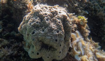 Sarcotragus_fasciculatus