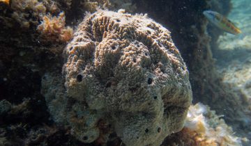 Sarcotragus_fasciculatus