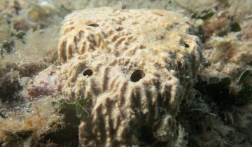 Sarcotragus_fasciculatus