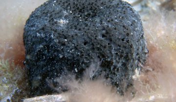 Sarcotragus_spinosulus