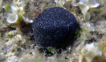 Sarcotragus_spinosulus