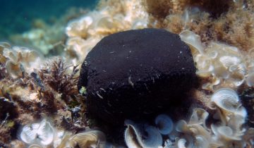 Sarcotragus_spinosulus