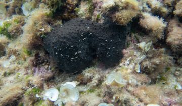 Sarcotragus_spinosulus