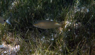 Sarpa_salpa