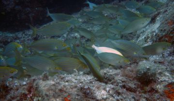 Sarpa_salpa