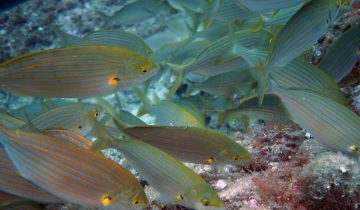 Sarpa_salpa