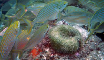 Sarpa_salpa