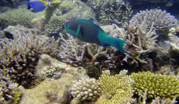 Scarus_frenatus