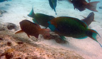 Scarus_prasiognathos