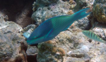 Scarus_scaber