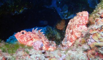 Scorpaena_notata