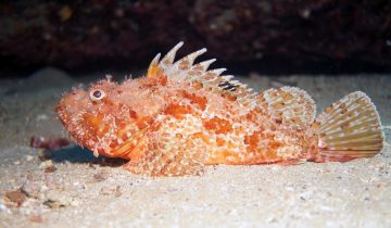 Scorpaena_scrofa