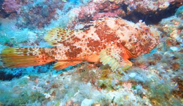 Scorpaena_scrofa