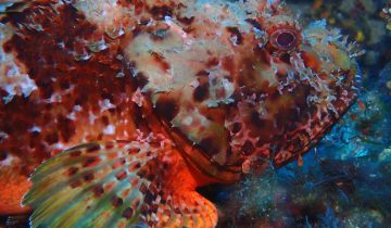Scorpaena_scrofa
