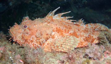 Scorpaena_scrofa