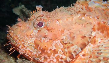 Scorpaena_scrofa