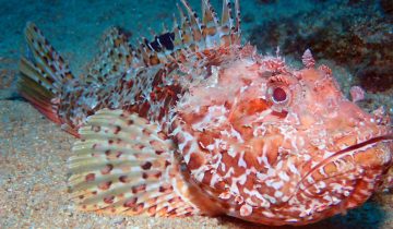 Scorpaena_scrofa