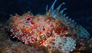 Scorpaena_scrofa