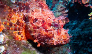 Scorpaena_scrofa