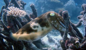 Sepia_latimanus