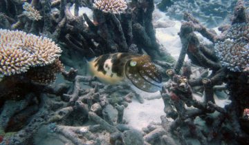 Sepia_latimanus