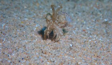 Sepia_officinalis