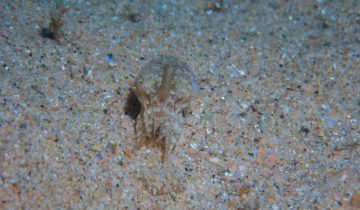 Sepia_officinalis