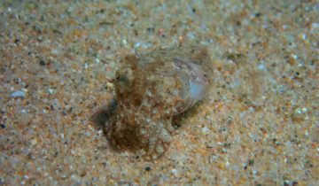 Sepia_officinalis
