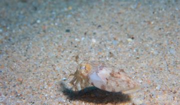 Sepia_officinalis