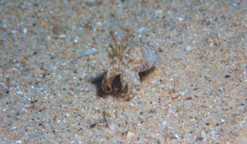 Sepia_officinalis