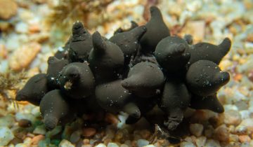 Sepia_officinalis
