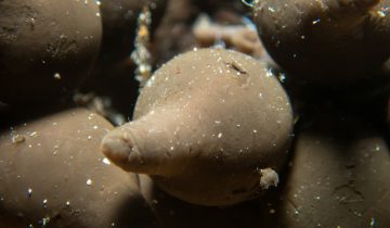 Sepia_officinalis