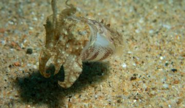Sepia_officinalis