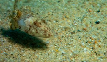 Sepia_officinalis
