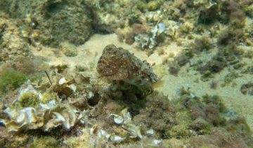 Sepia_officinalis