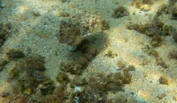 Sepia_officinalis