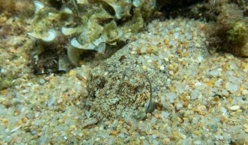 Sepia_officinalis