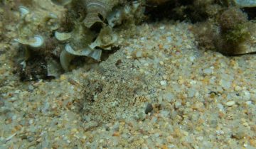 Sepia_officinalis