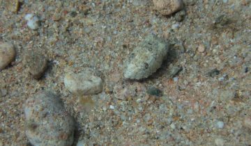 Sepia_officinalis