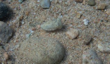 Sepia_officinalis