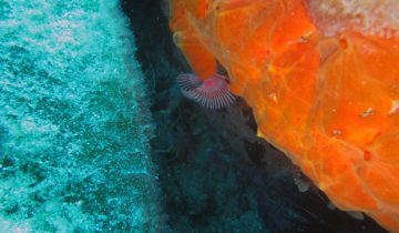 Serpula_vermicularis