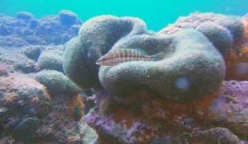 Serranus_cabrilla