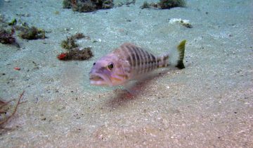 Serranus_cabrilla