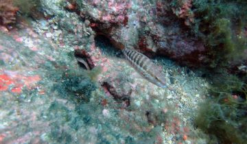 Serranus_cabrilla
