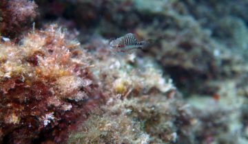 Serranus_cabrilla