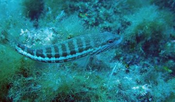 Serranus_cabrilla