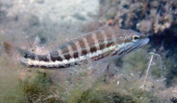 Serranus_cabrilla